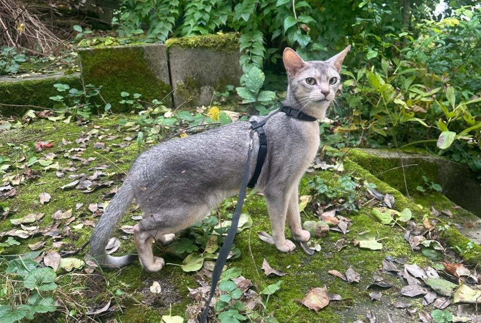 Avviso scomparsa Gatto  Maschio , 3 anni Idar-Oberstein Germania